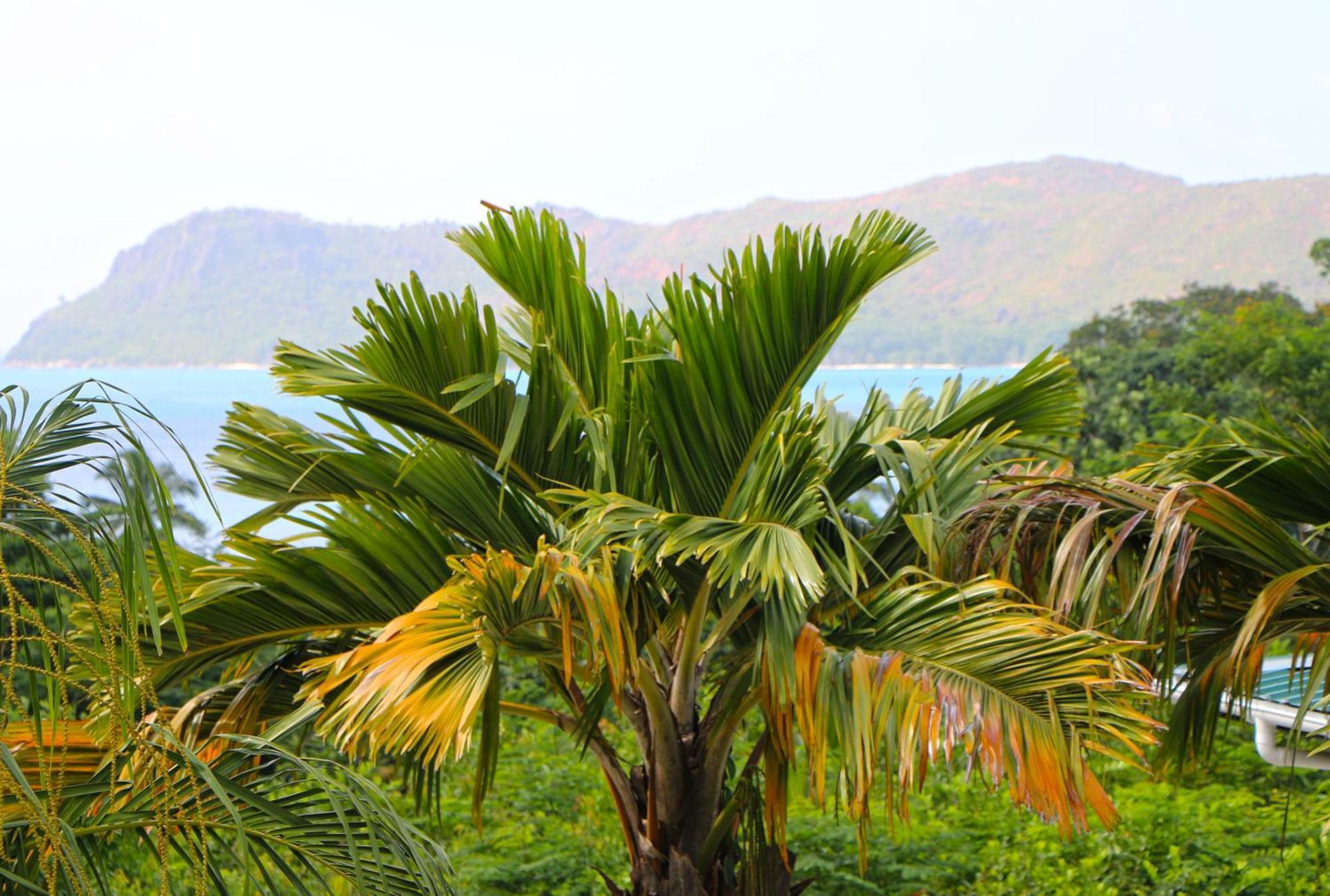 Ocean Blue Bay Apartment Anse Volbert Village  Luaran gambar