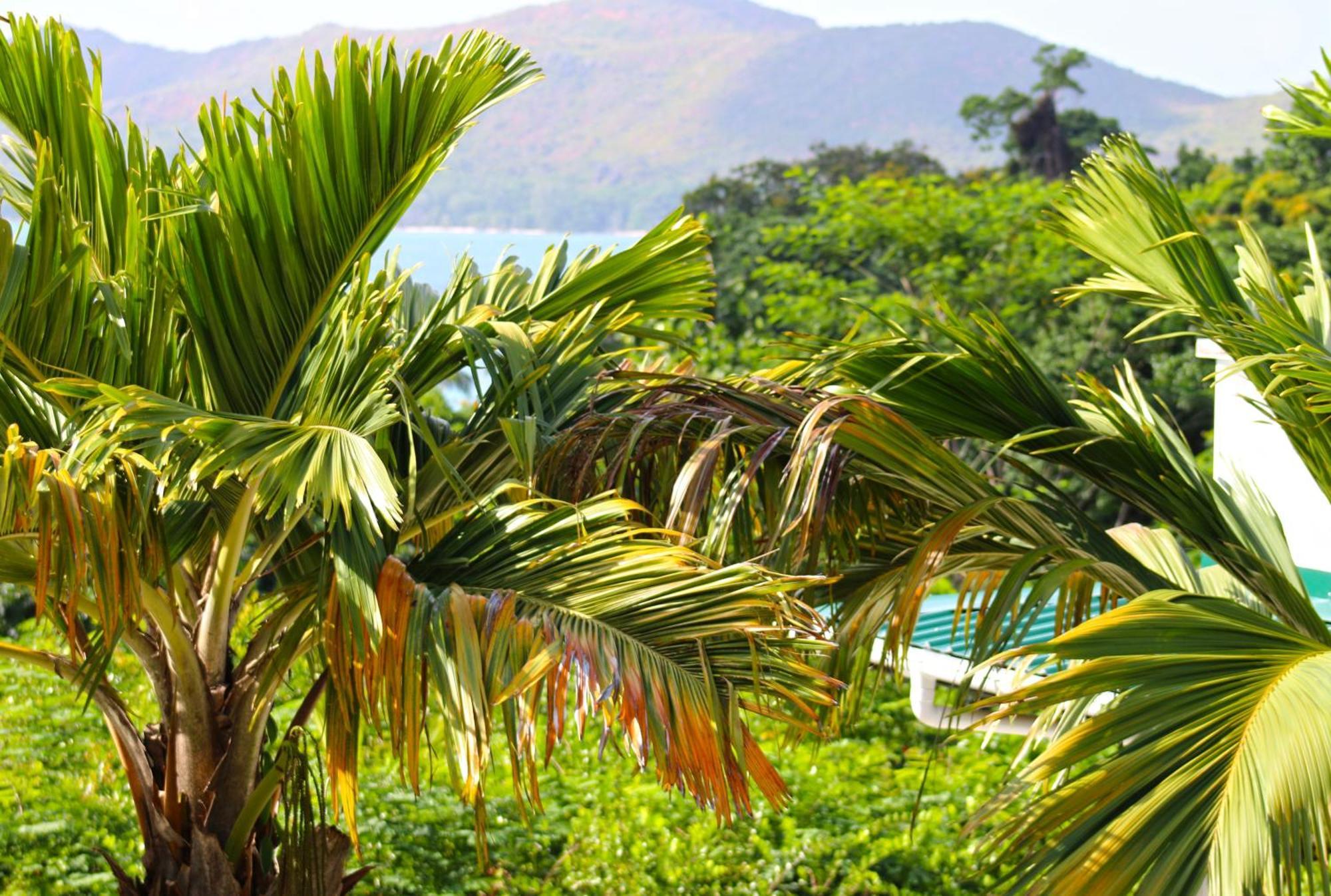 Ocean Blue Bay Apartment Anse Volbert Village  Luaran gambar